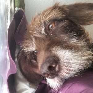 Meet your Posher, Payton